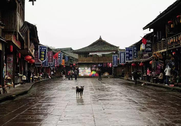 僵尸女友爱爬树